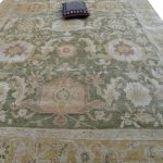 اوشاك الهندية-زيتون-زيتون